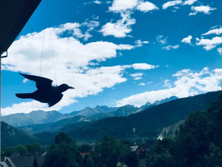 Apartament Orle Gniazdo